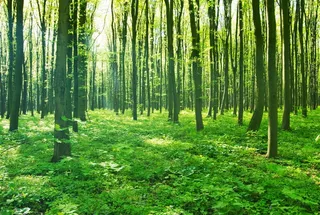 高清唯美森林树林风景图片