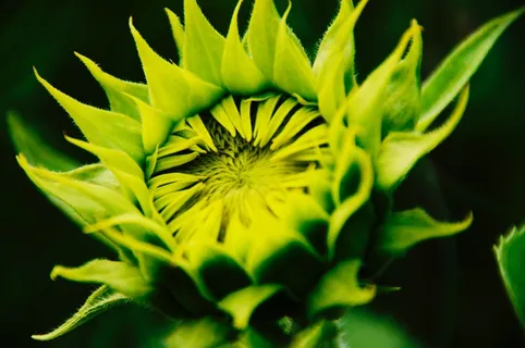 绿色帝王花图片 绿色帝王花图片