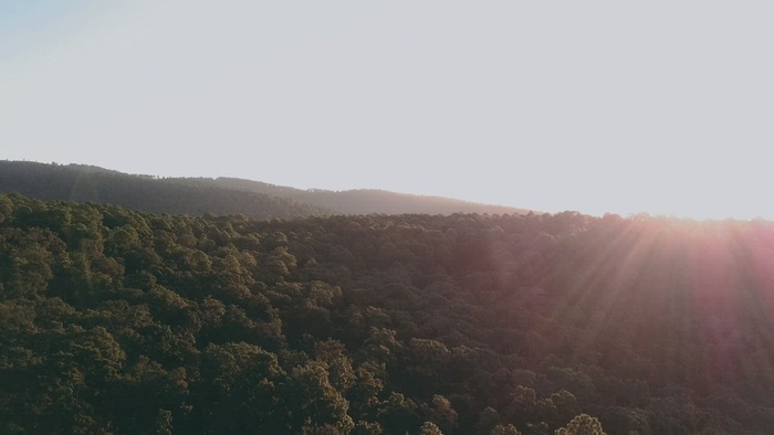 在森林树梢的太阳光芒