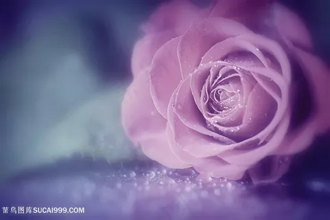 唯美粉色露珠玫瑰花鲜花图片