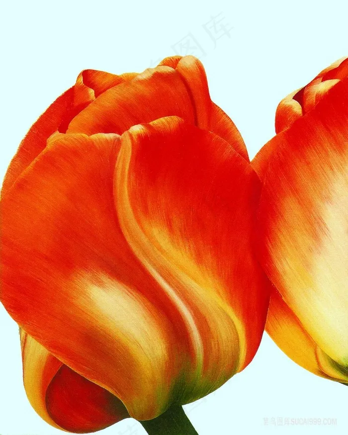 油画花卉时尚花朵插画