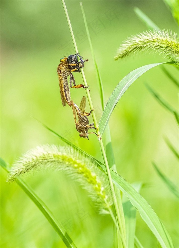 忙碌的一对牛虻