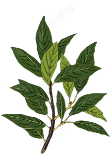 绿色茶树枝 绿色茶树枝