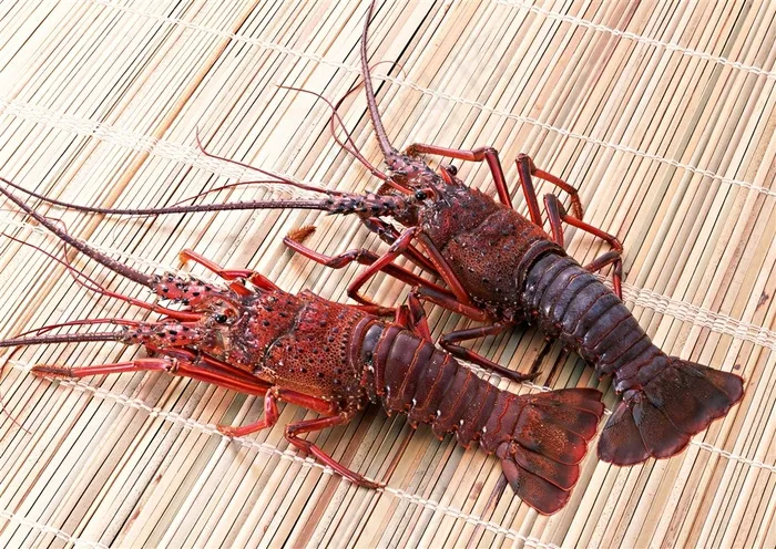 竹席上两只活的大龙虾图片
