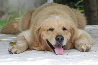 宠物狗睡觉图片