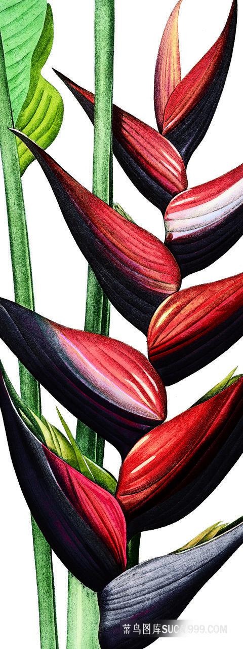 高清植物花卉装饰画