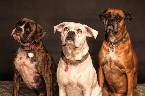成年英国斗牛犬图片 成年英国斗牛犬图片