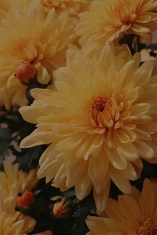 意境岁月菊花暗沉海报背景