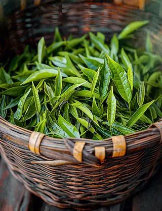 中国风，茶盆里的龙井绿茶茶叶摄影