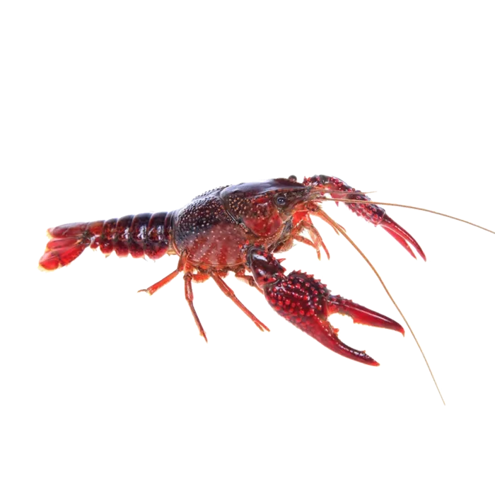 虾类(10)海鲜超市商品红酒白底图免抠实物摄影png格式图片透明底