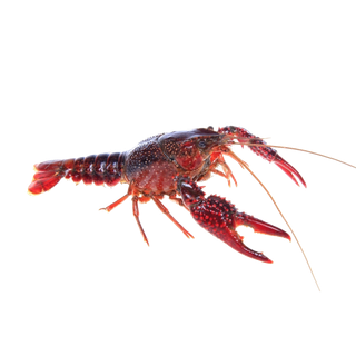 虾类(10)海鲜超市商品红酒白底图免抠实物摄影png格式图片透明底