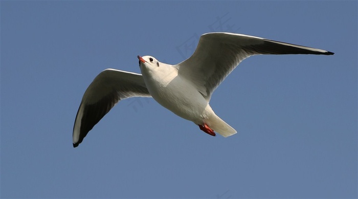 天空翱翔的海鸥大图