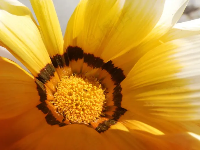 黄色花蕾微距图片