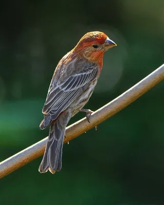 鸟类大全普通朱雀素材