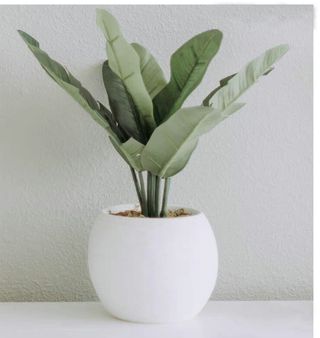 绿色植物室内盆栽