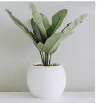 绿色植物室内盆栽