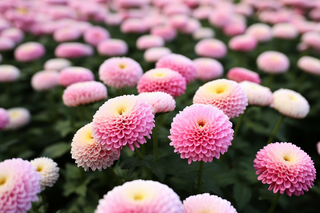 粉色渐变菊花花海摄影图