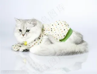 可爱猫咪-趴着的白色波斯猫