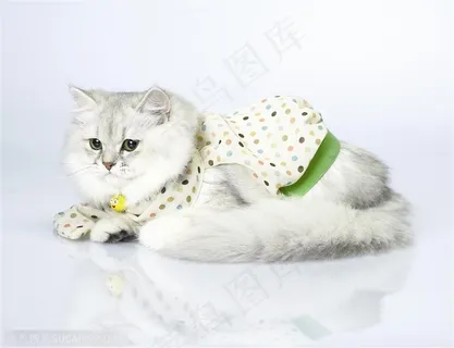可爱猫咪-趴着的白色波斯猫 可爱猫咪-趴着的白色波斯猫
