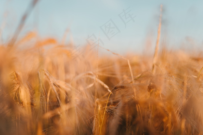 非主流唯美麦田风景图片