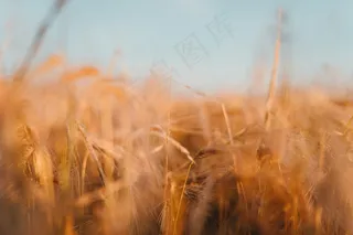 非主流唯美麦田风景图片
