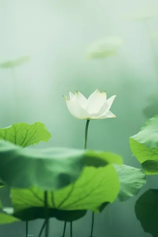 荷叶简约清新淡绿色背景