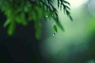 绿色树林里面下雨过后的松枝挂着水滴摄影图