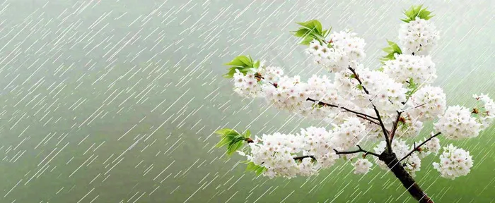春天下雨花朵谷雨，惊蛰，雨水摄影图(1712x704)