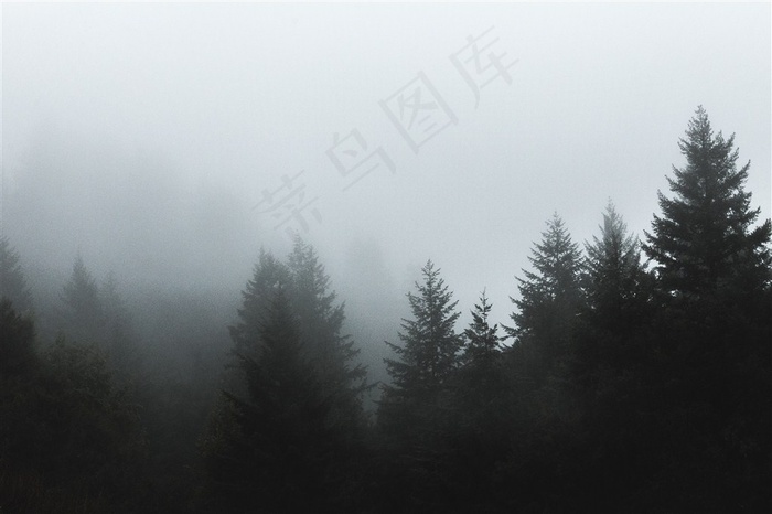 山林中的雾摄影