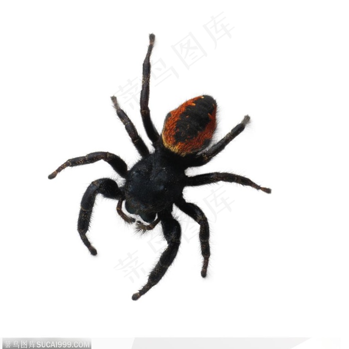 昆虫世界-黑色的蜘蛛