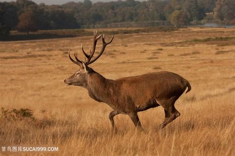奔跑的麋鹿图片动物大全