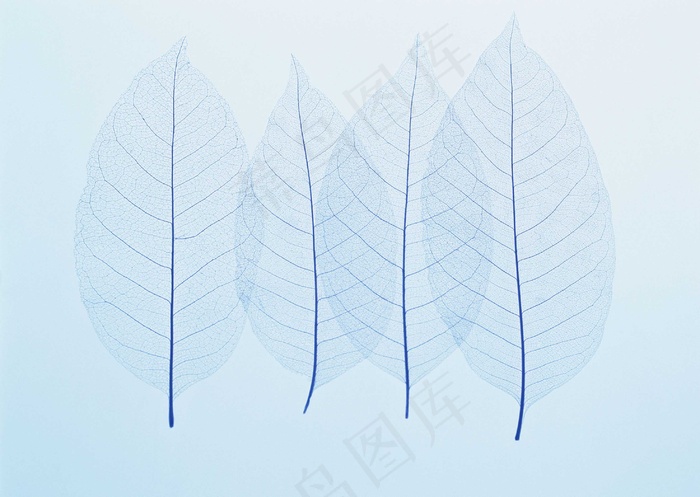 树叶透明脉络