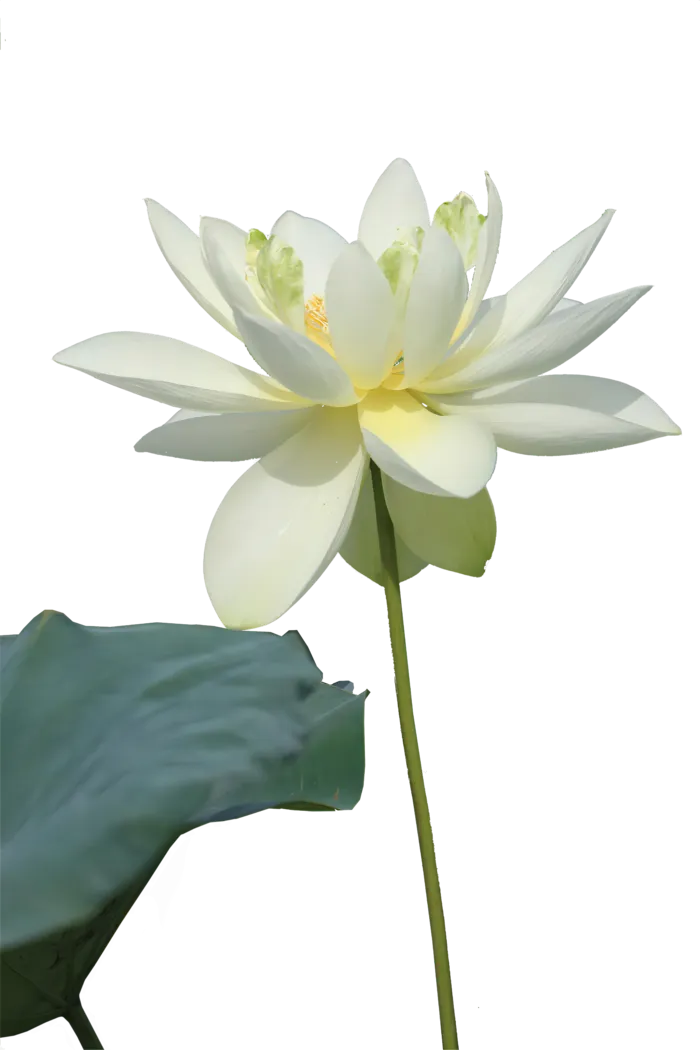白莲荷花免抠图