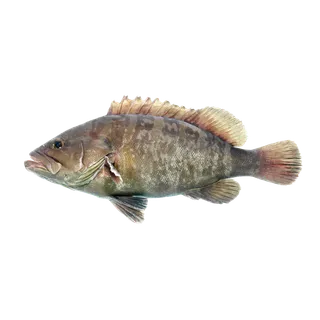 鱼类(100)海鲜超市商品红酒白底图免抠实物摄影png格式图片透明底