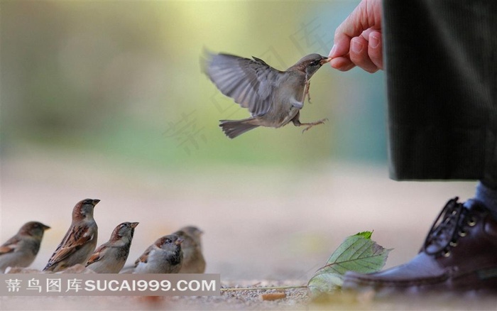 小鸟飞起来啄手里的食物素材