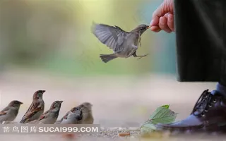 小鸟飞起来啄手里的食物素材