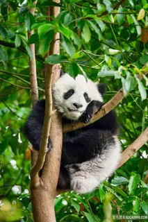 可爱的熊猫宝宝图片