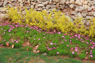 石子黄叶粉红小花小草