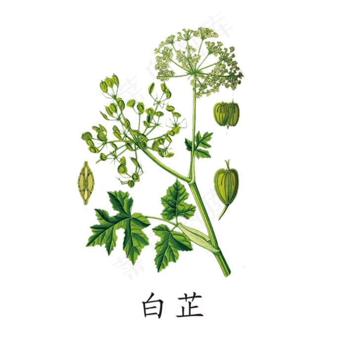 手绘草本中药药材白芷