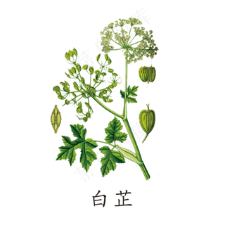 手绘草本中药药材白芷