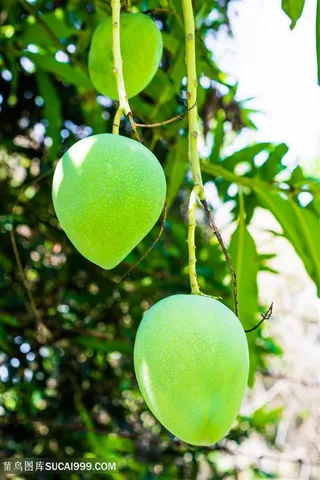 新鲜的芒果素材图片