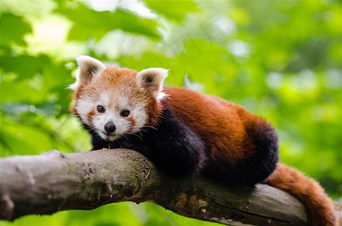 可爱的小熊猫大图 可爱的小熊猫大图