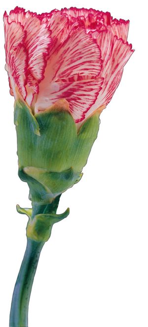 康乃馨花朵图片下载