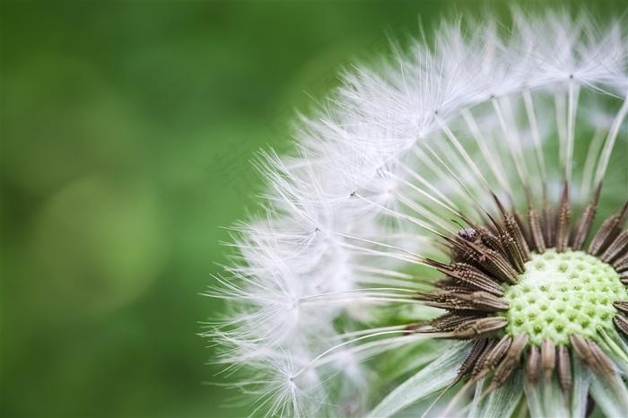 美丽的蒲公英植物特写图