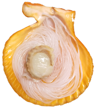 海捕金黄粉丝扇贝免抠元素