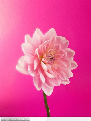 花束物语-一朵粉色的玫瑰