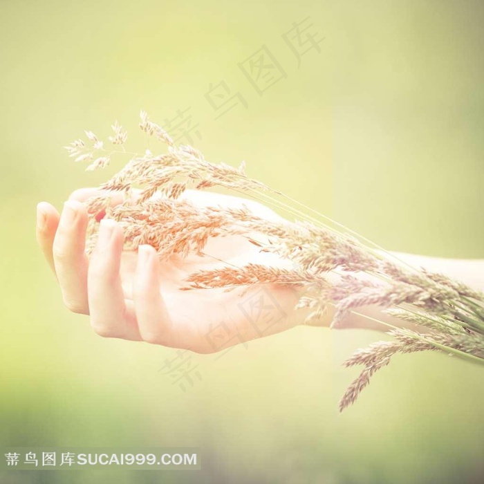 清新大自然和手