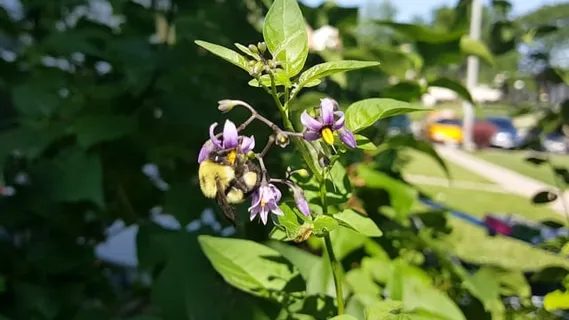 熊蜂, 夏天, 花朵, 大黄蜂, 航班, 昆虫