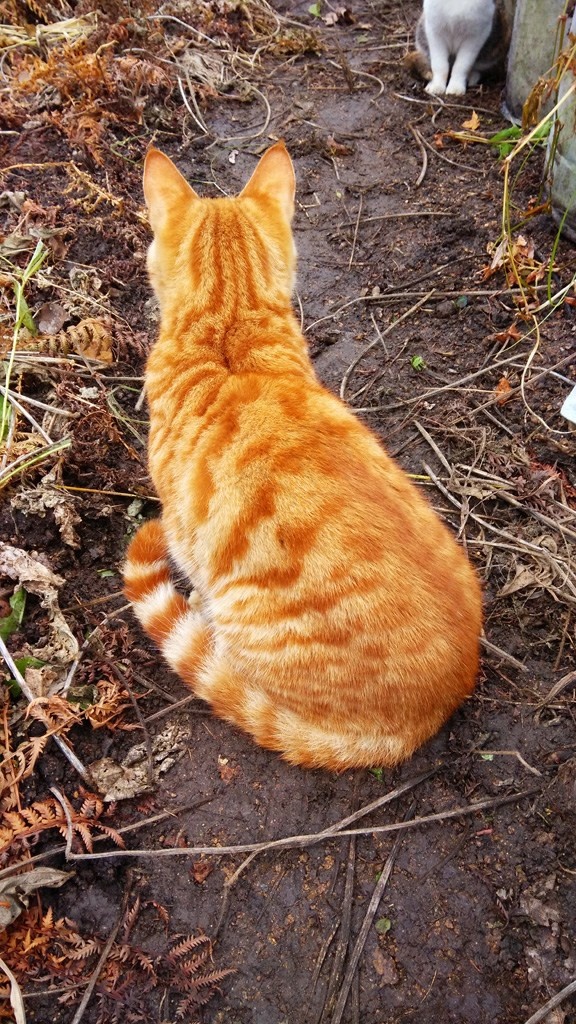 背身而坐的黄色猫咪