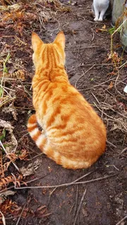 背身而坐的黄色猫咪 背身而坐的黄色猫咪